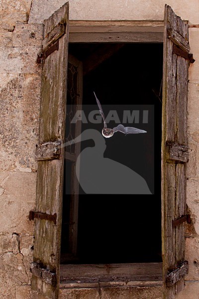Baardvleermuis, Whiskered Bat, Myotis mystacinus stock-image by Agami/Theo Douma,