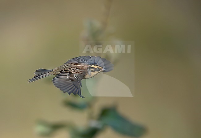 Siberian Accentor (Prunella montanella), side view of bird flying, showing upperparts stock-image by Agami/Kari Eischer,