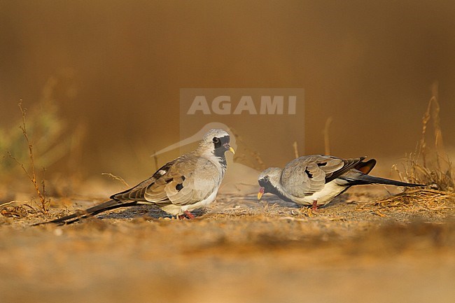 Namaqua Dove - Kaptäubchen - Oena capensis ssp. capensis, Oman, adult male stock-image by Agami/Ralph Martin,