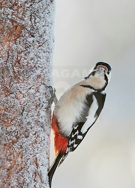 Great Spotted Woodpecker (Dendrocopus major) Kuusamo Finland January 2018. stock-image by Agami/Markus Varesvuo,