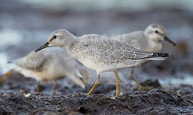 Juveniele Kanoet; Juvenile Red Knot stock-image by Agami/Markus Varesvuo,