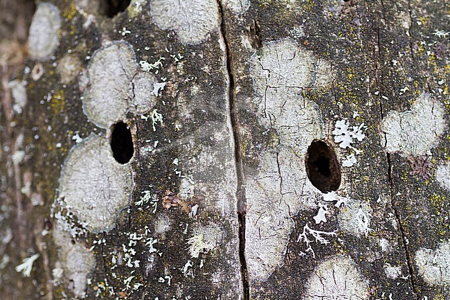 Rosalia alpina - Alpine longhorn beetle - Alpenbock, Germany (Bavaria), hole of imago stock-image by Agami/Ralph Martin,