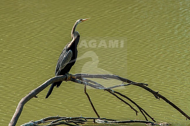 Adult Oriental Darter (Anhinga melanogaster) at a freshwater lagoon in Asia. Perched on a branch lying in the water. stock-image by Agami/Marc Guyt,