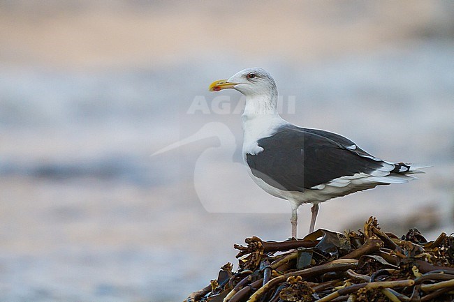Greater Black-backed Gull, adult winter standing on pile of sea weed overlooking the beach of helgoland stock-image by Agami/Menno van Duijn,