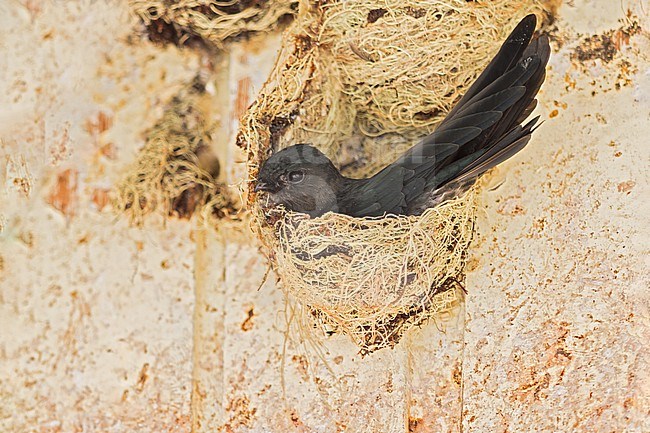 Plume-toed swiftlet (Collocalia affinis) at a nesting colony in Borneo. stock-image by Agami/Dubi Shapiro,