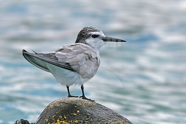 Fijistern zittend op rots, Grey-backed Tern perched on a rock stock-image by Agami/Pete Morris,