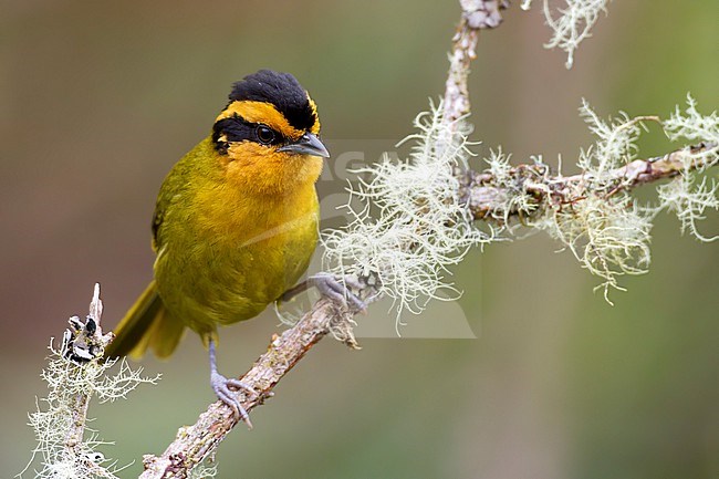 Orange-browed Hemispingus (Kleinothraupis calophrys) Perched on a branch in Bolivia stock-image by Agami/Dubi Shapiro,