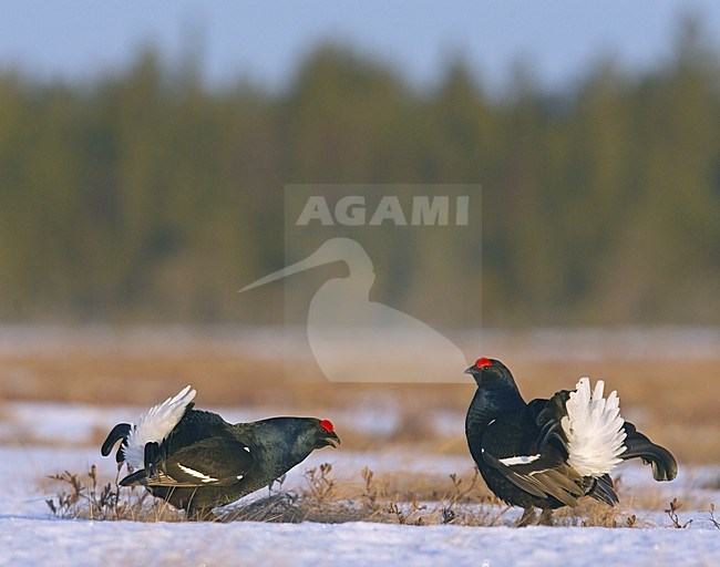 Black Grouse males lekking; Korhoen mannetjes baltsend stock-image by Agami/Jari Peltomäki,