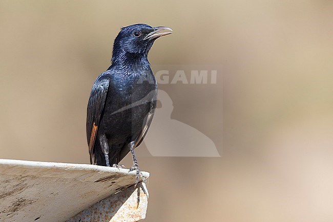 Tristram's Starling (Onychognathus tristramii), adult perched on a piece of metal, Wadi Darbat, Dhofar, Oman stock-image by Agami/Saverio Gatto,