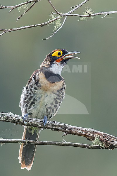 Ornate Melidectes (Melidectes torquatus) perched on a branch in Papua New Guinea. stock-image by Agami/Glenn Bartley,