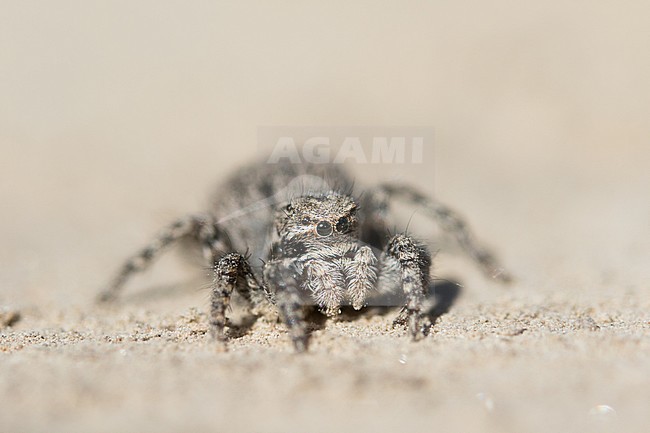Aelurillus v-insignitus, Kyrgyzstan stock-image by Agami/Ralph Martin,