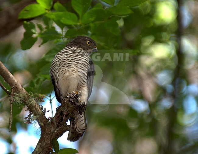 Madagascarsperwer, Madagascar Sparrowhawk stock-image by Agami/Roy de Haas,
