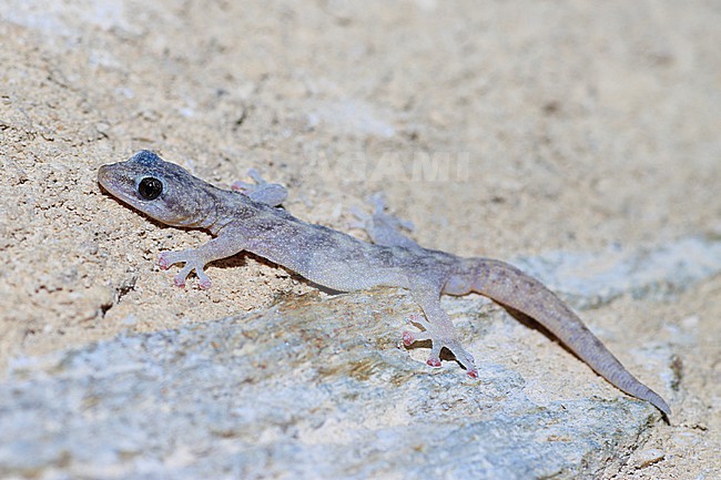 European Leaf-toed Gecko (Euleptes europaea) taken the 02/06/2022 at Port-Cros - France. stock-image by Agami/Nicolas Bastide,