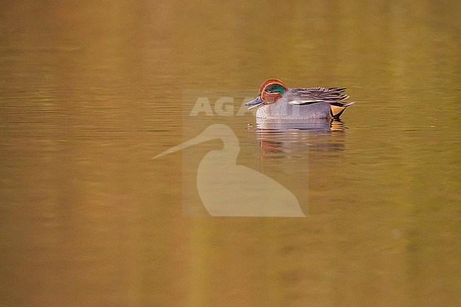 Wintertaling zwemmend; Eurasian Teal swimming stock-image by Agami/Menno van Duijn,
