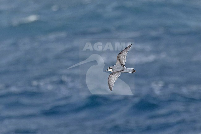 Slender-billed Prion (Pachyptila belcheri) at sea between Argentina and South Georgia. stock-image by Agami/Pete Morris,
