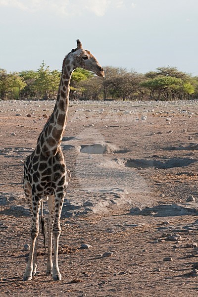 Giraf in Etosha NP Namibie, Giraffe at Etosha NP Namibia stock-image by Agami/Wil Leurs,