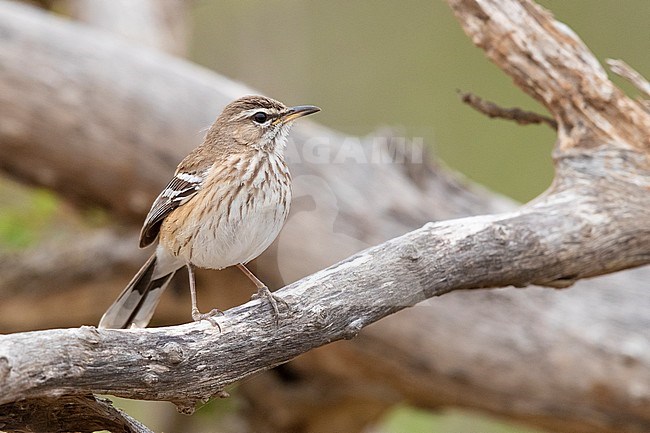 White-browed Scrub Robin (Cercotrichas leucophrys), adult perched on a branch, Mpumalanga, South Africa stock-image by Agami/Saverio Gatto,