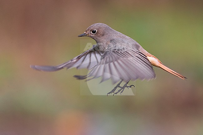 Zwarte Roodstaart; Black Redstart stock-image by Agami/Daniele Occhiato,