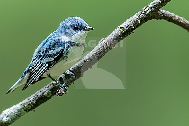 Cerulean Warbler (Dendroica cerulea) perched on a branch in Ontario, Canada stock-image by Agami/Glenn Bartley,
