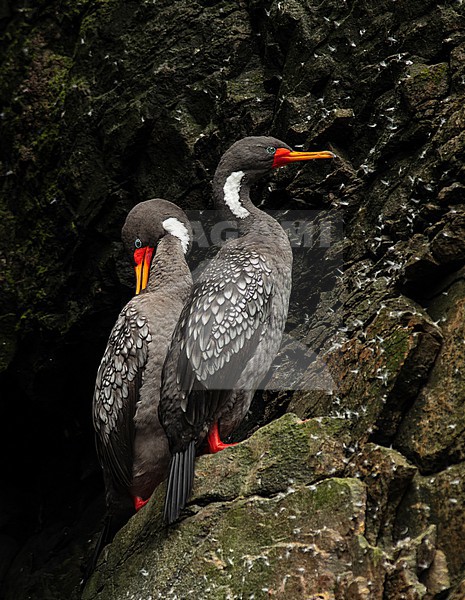 Two Red-legged Cormorants (Poikilocarbo gaimardi) perched on rocks in Lima, Peru, South-America. stock-image by Agami/Steve Sánchez,