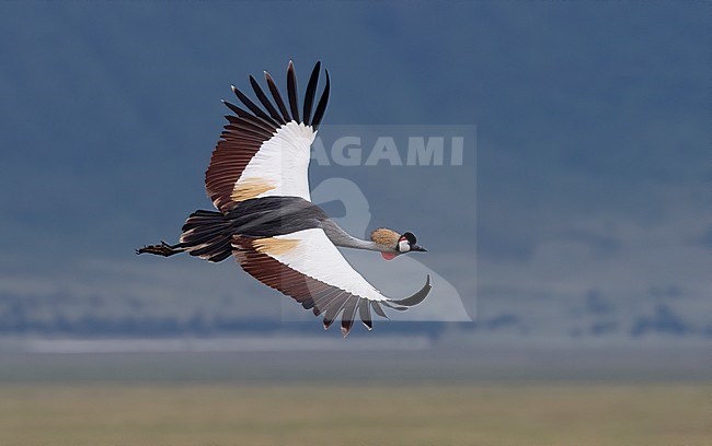 An adult Grey Crowned Crane (Balearica regulorum) in flight. Seen above. Ngorongoro Crater, Tanzania stock-image by Agami/Markku Rantala,