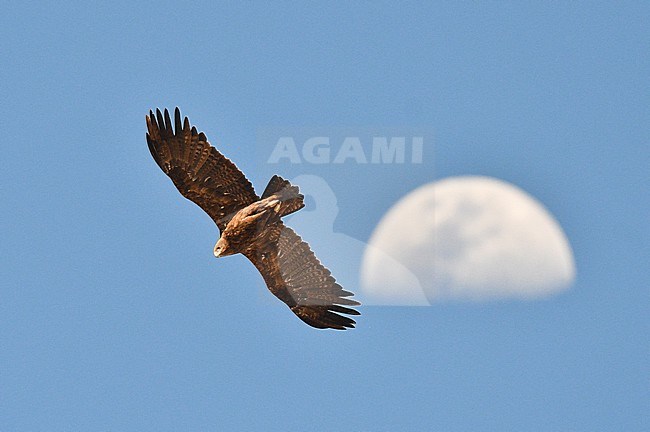 Wintering Steppe Eagle (Aquila nipalensis) in Oman. Moon in the background. stock-image by Agami/Laurens Steijn,