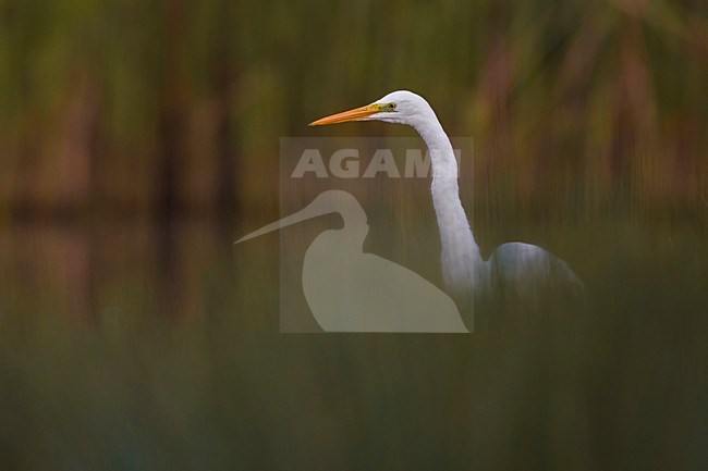 Grote Zilverreiger, Great Egret stock-image by Agami/Daniele Occhiato,