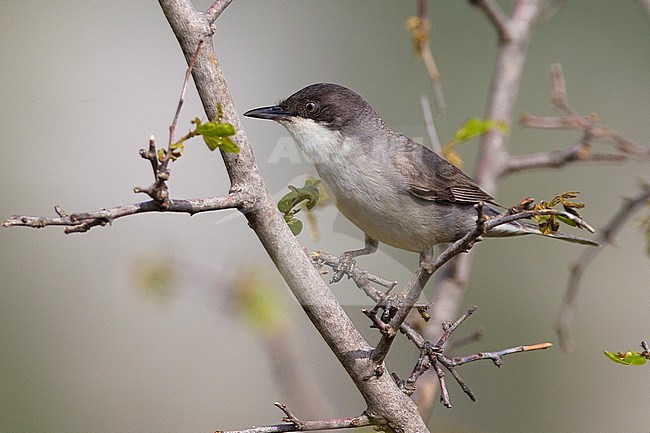 Eastern Orphean Warbler (Sylvia crassirostris) stock-image by Agami/Daniele Occhiato,