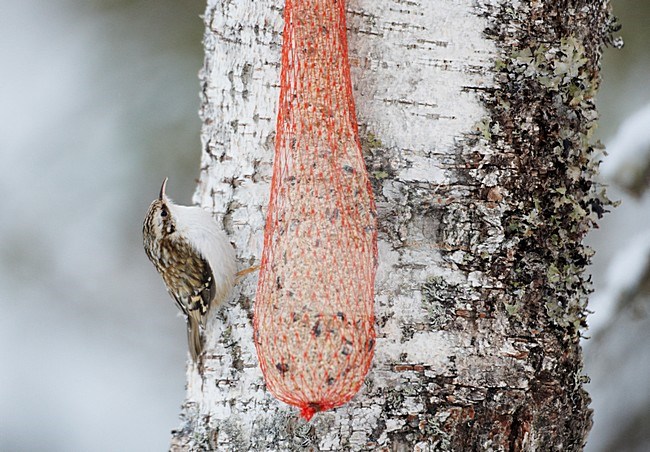 Taigaboomkruiper tegen een boomstam; Eurasian Treecreeper against a tree trunc stock-image by Agami/Markus Varesvuo,