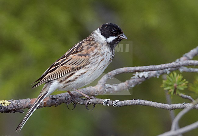 Adult mannetje Rietgors in zomerkleed; Adult male Common Reedbunting stock-image by Agami/Markus Varesvuo,