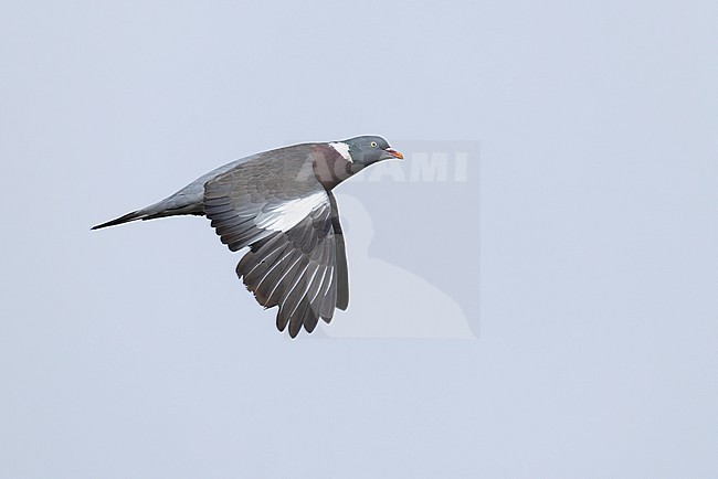 Adult Wood Pigeon (Columba palumbus) in flight stock-image by Agami/Mathias Putze,