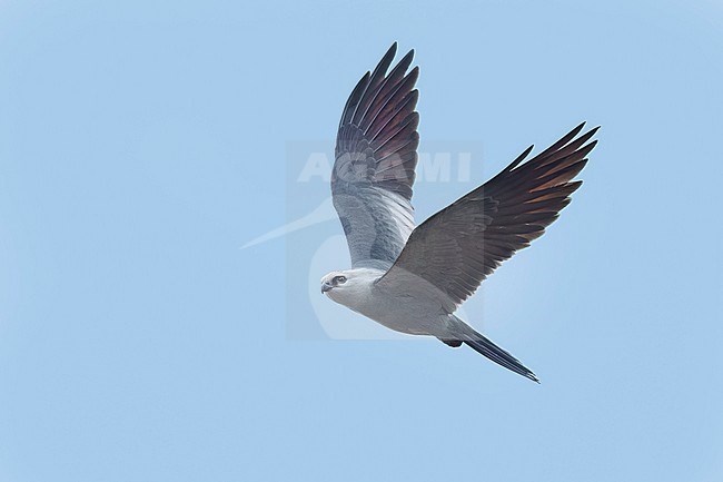 Adult
Prowers Co., CO
June 2023 stock-image by Agami/Brian E Small,