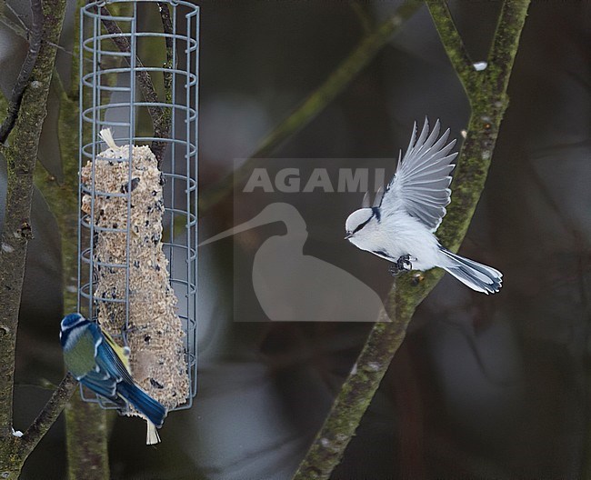 Side view of an Azure Tit (Cyanistes cyanus) in flight in Finland stock-image by Agami/Markku Rantala,