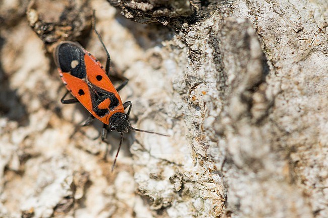 Melanocoryphus albomaculatus - Weißpunkt-Bodenwanze, Germany (Baden-Württemberg), imago stock-image by Agami/Ralph Martin,