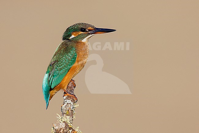 Common Kingfisher (Alcedo atthis), side view of a female perched on a branch, Campania, Italy stock-image by Agami/Saverio Gatto,