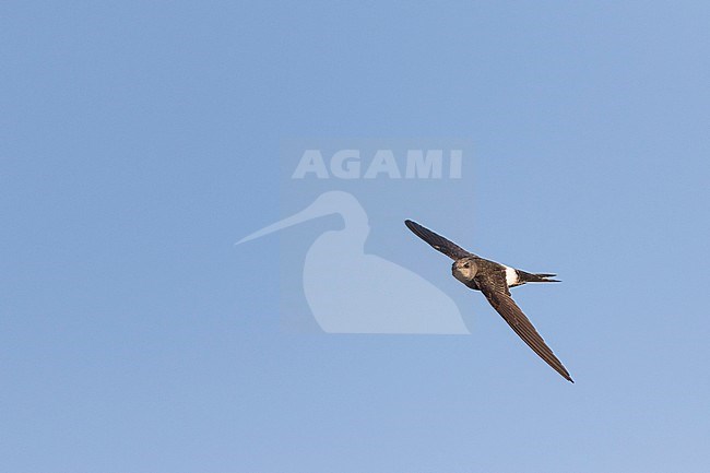 Pacific Swift - Pazifiksegler - Apus pacificus ssp. pacificus, Russia, adult stock-image by Agami/Ralph Martin,