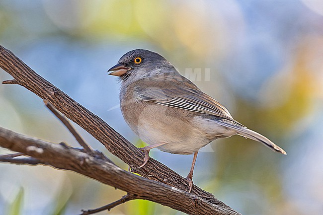 Baird's Junco (Junco bairdi) in high mountains of Baja California, Northwest Mexico. stock-image by Agami/Pete Morris,