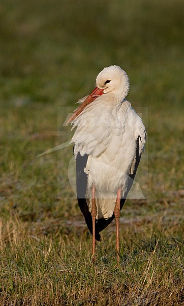 Ooievaar aan de grond; White Stork on the ground stock-image by Agami/Arie Ouwerkerk,