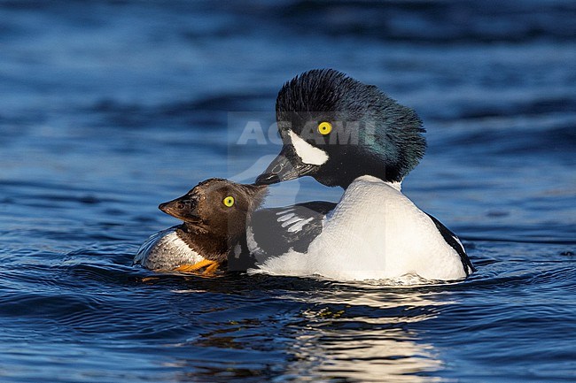 Barrow's Goldeneye (Bucephala islandica), couple displaying after having mated, Northeastern Region, Iceland stock-image by Agami/Saverio Gatto,