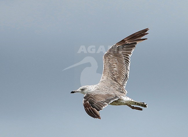 Second calendar year Lesser Black-backed Gull (Larus fuscus) in flight in the Netherlands during summer along the Ducth coast. stock-image by Agami/Fred Visscher,