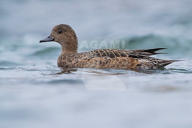 Eurasian Wigeon (Anas penelope), adult female swimming in a river stock-image by Agami/Saverio Gatto,