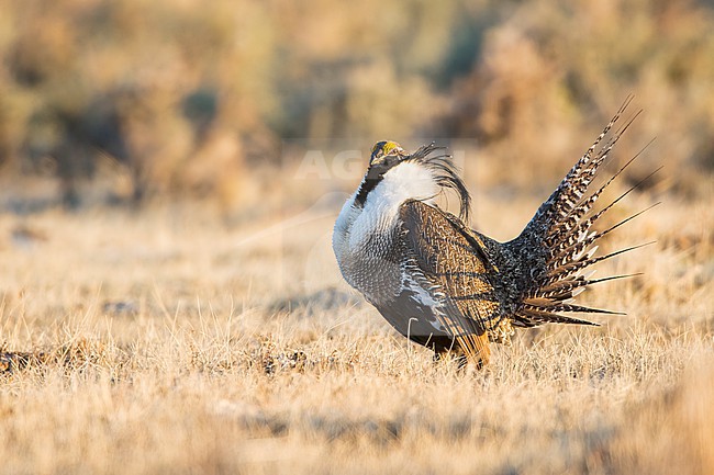 Adult male Gunnison Grouse, Centrocercus minimus
Gunnison Co., Colorado, USA. stock-image by Agami/Brian E Small,