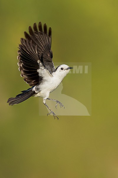 Black-backed Water-Tyrant (Fluvicola albiventer) in flight  in Argentina stock-image by Agami/Dubi Shapiro,
