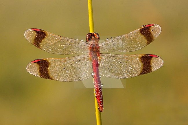 Bandheidelibel nat van de dauw; Banded darter wet from the dew stock-image by Agami/Theo Douma,