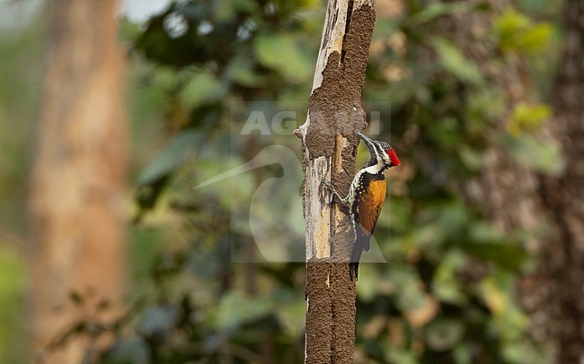 Common Flameback(Dinopium javanese) perched in a tree at Pench National Park, India stock-image by Agami/Helge Sorensen,