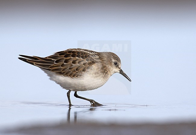 Little Stint immature wading in water; Kleine Strandloper onvolwassen wadend in het water stock-image by Agami/Jari Peltomäki,