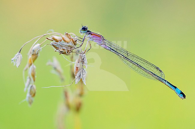 Blue-tailed Damselfly (Ischnura elegans), side view of a female perched on a stem, Campania, Italy stock-image by Agami/Saverio Gatto,