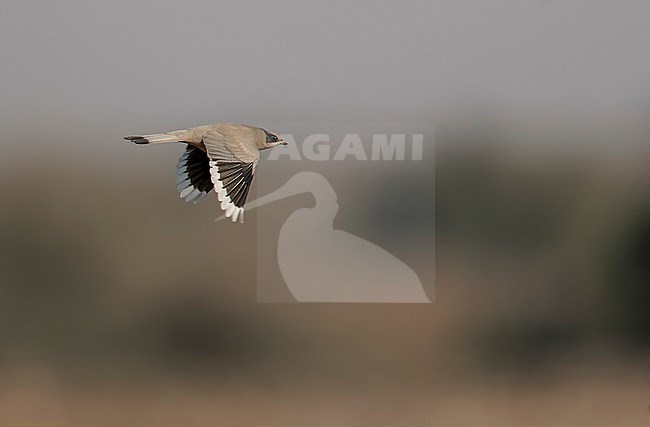 Wintetring Grey Hypocolius, Hypocolius ampelinus, in the Asia. stock-image by Agami/Bas van den Boogaard,