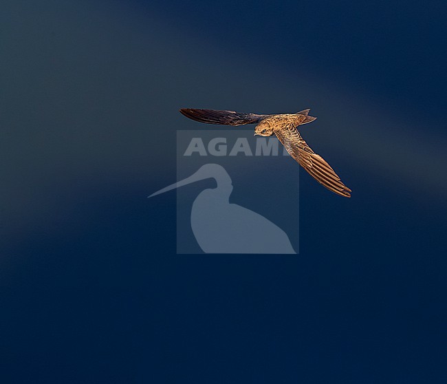 Alpine Swift (Apus melba) in flight in Spain. stock-image by Agami/Marc Guyt,
