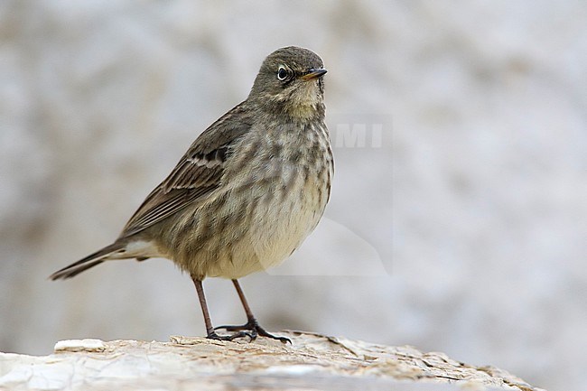 Oeverpieper, Rock Pipit, Anthus petrosus stock-image by Agami/Daniele Occhiato,